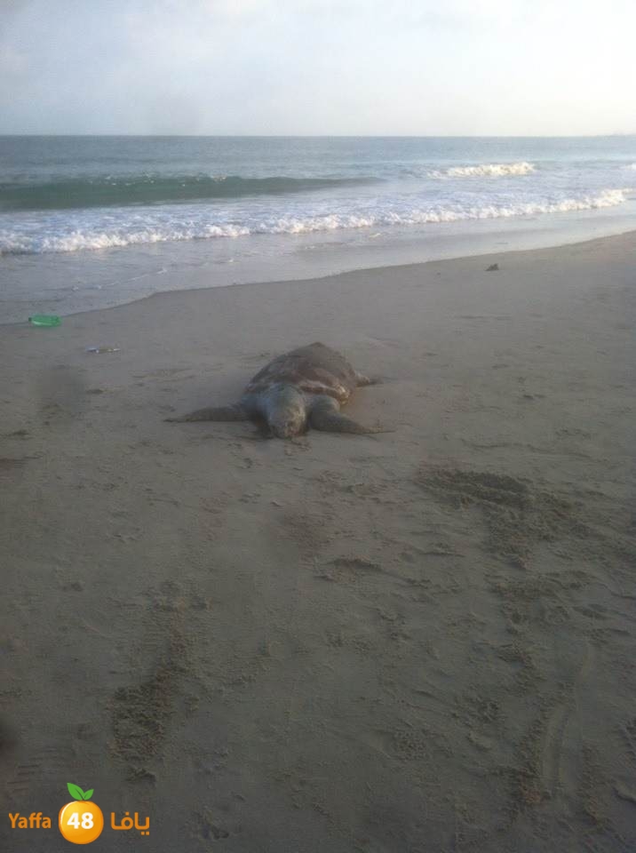 sol7afah 810 (6).jpg